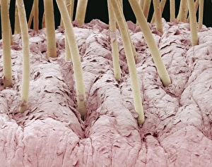 Coloured Scanning Electron Micrograph SEM Drucke: Squirrel monkey lip, SEM