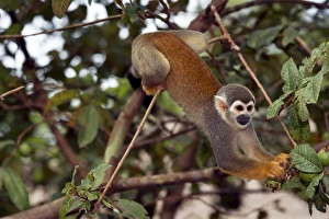 Squirrel Monkey Drucke: Squirrel monkey picking fruit in a tree