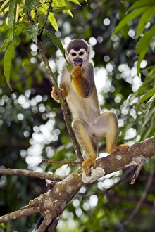 Central America Primates Drucke: Squirrel monkey in a tree