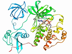 Molecular Model Drucke: Src protein molecule F006 / 9646