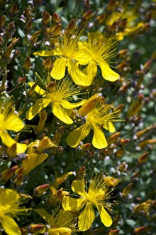 Mediterranean Botanicals Drucke: St. Johns wort (Hypericum olympicum)