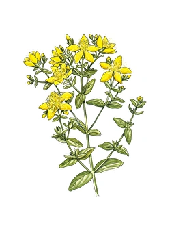 Medicinal Herbs Artwork Drucke: St Johns wort (Hypericum perforatum)