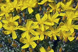 Medicinal Herb Photos Drucke: St Johns Wort (Hypericum sp. )