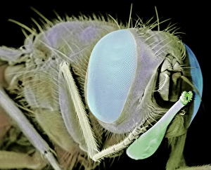 Compound Eye Insect Drucke: Stable fly, SEM