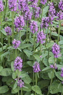 Purple Blooms Drucke: Stachys macrantha Superba