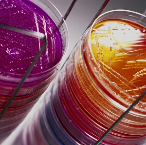 Laboratory Equipment Images Drucke: Stack of petri dishes with bacterial cultures