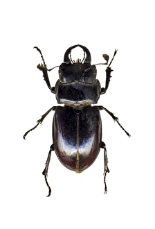 Entomology Images Drucke: Stag beetle C016 / 2178