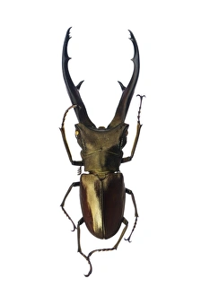 Entomology Images Drucke: Stag beetle C016 / 2181