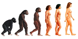 Entwicklungsstufen der weiblichen menschlichen Evolution.