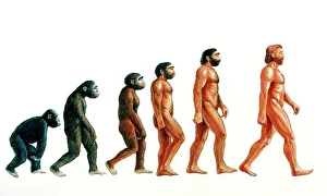 Drucke von Die menschliche Evolution. Illustration, die Stadien der Evolution des Menschen zeigt Wissenschaftliche Poster: Stadien der menschlichen Evolution