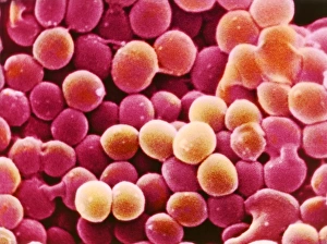 Staphylococcus aureus Bakterien