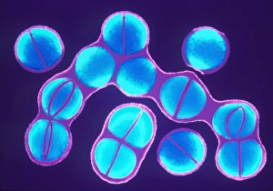 Bacteria Under Microscope Drucke: Staphylococcus aureus bacteria dividing