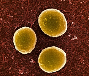 Staphylococcus Aureus Drucke: Staphylococcus aureus bacteria, SEM C013 / 4769