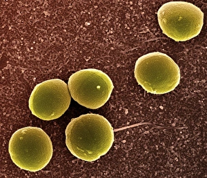 SEM Images Of Bacteria Drucke: Staphylococcus aureus bacteria, SEM C013 / 4771