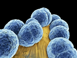 Staphylococcus aureus MRSA Bakterien C014/2577
