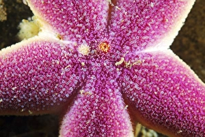 White Sea Marine Life Drucke: Star fish