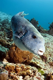 Coral Reef Ecosystem Photos Drucke: Star puffer