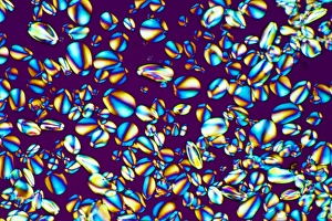 Polarised Light Microscopy Drucke: Starch grains, light micrograph