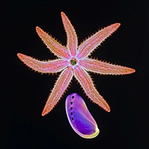 Drucke von Starnase und Meereschnecke. Farbige Röntgenaufnahme eines Sternschildes (Klasse Asteroidea) und einer Meereschnecke (Haliotis sp.) Bilder Datiert 2004 April: Riesenstern und Aloba, Röntgenstrahlung