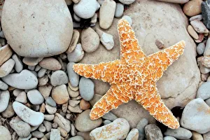 Bilder Datiert 2010: Sternefüsse auf der Strand