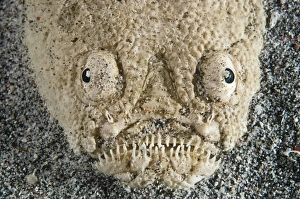Indonesian Ocean Creatures Drucke: Stargazer fish