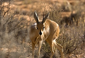 Kalahari Gemsbok National Park Drucke: Steenbok