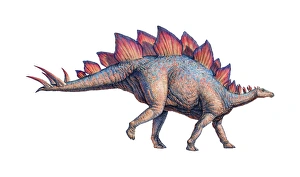 Drucke von Stegosaurus war ein Dinosaurier und bildete das bekannteste Mitglied der Gruppe Stegosauridae. Es maß etwa neun Meter Länge und zweiundsechzig Zentimeter Höhe zu und wiegte bei etwa drei Tonnen Bilder Datiert 2005 November: Stegosaurus-Dinosaur
