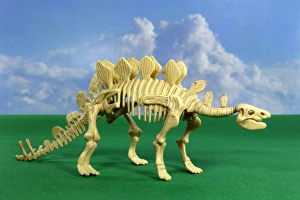 Drucke von Stegosaurus-Dinosaurier-Schädelmodell Ein Modell eines Stegosaurschädels ist ein Pflanzenfressender Dinosaurier Es war etwa neun Meter lang und zweiunddreißig fünf Meter hoch Bilder Datiert 2006 August: Spatenfössler-Dinosaurier-Rumpelknochen