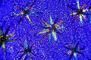 Polarised Light Microscopy Drucke: Stellate leaf hairs, light micrograph