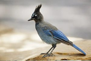 Arizona Wildlife Photos Drucke: Stellers jay