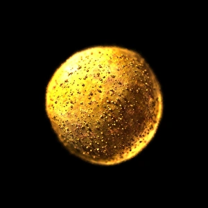 Drucke von Stammzellen, Computerkunstwerk Bilder Datiert 2004 Dezember: Stammzelle