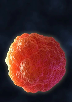 Stem Cell Biology Drucke: Stem cell, computer artwork
