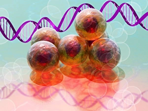 Stem Cell Research Drucke: Stem cell research, conceptual artwork