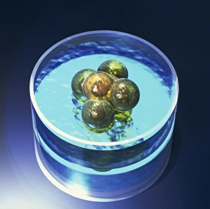 Stem cells
