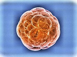 Stem Cell Research Drucke: Stem cells, artwork