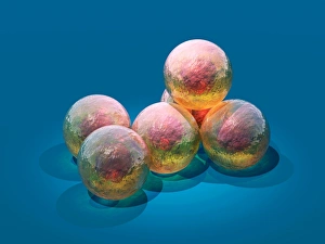 Bilder vom 7. März 2011: Stammzellen, konzeptuelles Kunstwerk