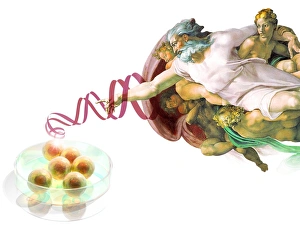 Drucke von Stammzellen und Gott. Konzeptuelles Computerkunstwerk mit vergrößerten Zellen im Petridish, wobei eine Darstellung Gottes aus Michelangelos Gemälde Die Schaffung Adams zu sehen ist Bilder Datiert 2007 Mai: Zellen mit Stammfähigkeit und Gott