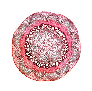 Light Microscopy Images Drucke: Stem of old mans beard