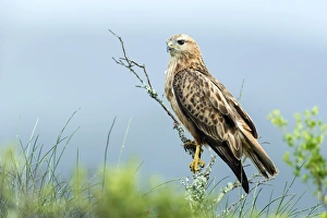 Addo Elephant National Park Birds Drucke: Steppe buzzard C017 / 1940
