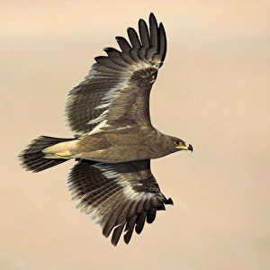 Eagle Species Drucke: Steppe eagle in flight C018 / 0859