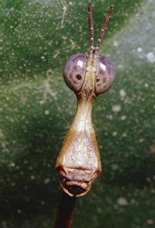 Central American Insects Drucke: Stick grasshopper
