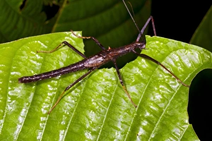 Bilder Datiert 12. Dezember 2012: Insekt auf Blatt füttert sich an Stiel