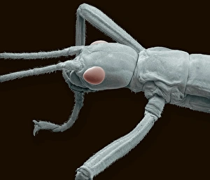 Compound Eye Structure Drucke: Stick insect, SEM