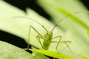 Leaf Dwelling Insects Drucke: Stink bug C014 / 4638