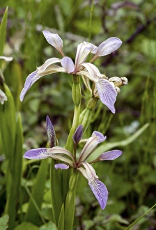 Drucke von Riechende Irisblüten (Iris foetidissima). Auf Braunton Burrows fotografiert, in Devon, Großbritannien Bilder Datiert 2008 Januar: Riechender Knoblauch (Iris foetidissima)