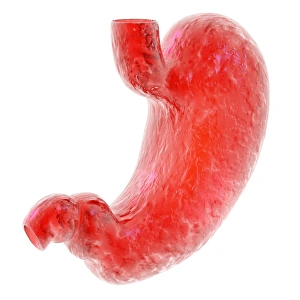 Stomach Anatomy Drucke: Stomach, computer artwork