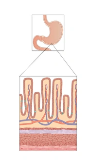 Stomach Anatomy Drucke: Stomach wall, artwork