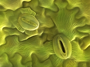 Plant Gas Exchange Regulation Drucke: Stomata of Lavendula Dentata, SEM