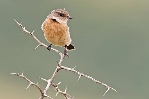 Stonechat C014 / 5000