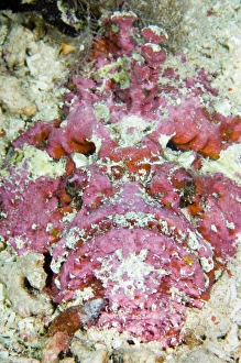 Bilder Datiert 25. Mai 2007: Stonefish